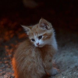 photography warm kitten cat cute