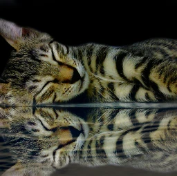 wapcatears sleepingcat cats mirror watermirror freetoedit