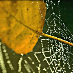 fall web droplets