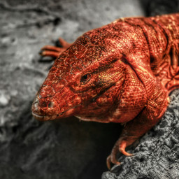 lizard colorsplash photography nature petsandanimals