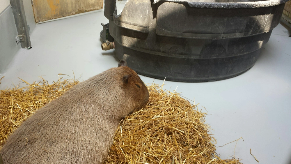 Another fte!  Capybara.