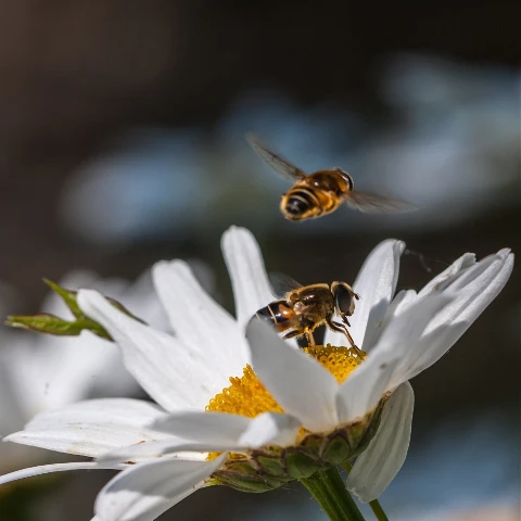 #wppfloralcanvas,#flower,#camomilla,#bee,#photography