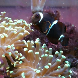 Clown Fish Similar Hashtags On Picsart